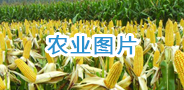 農業圖片.png